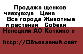Продажа щенков чиахуахуа › Цена ­ 12 000 - Все города Животные и растения » Собаки   . Ненецкий АО,Коткино с.